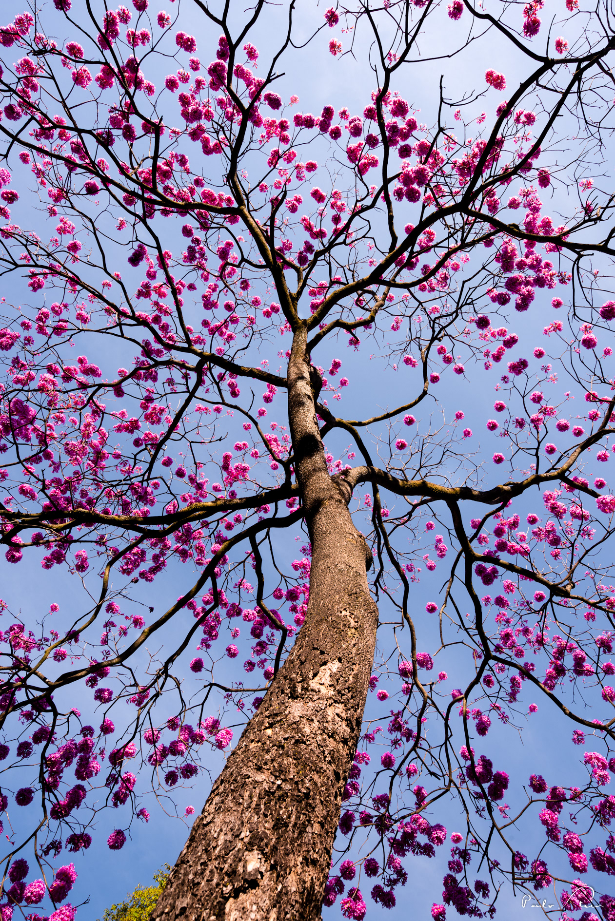 Ipê Rosa I
