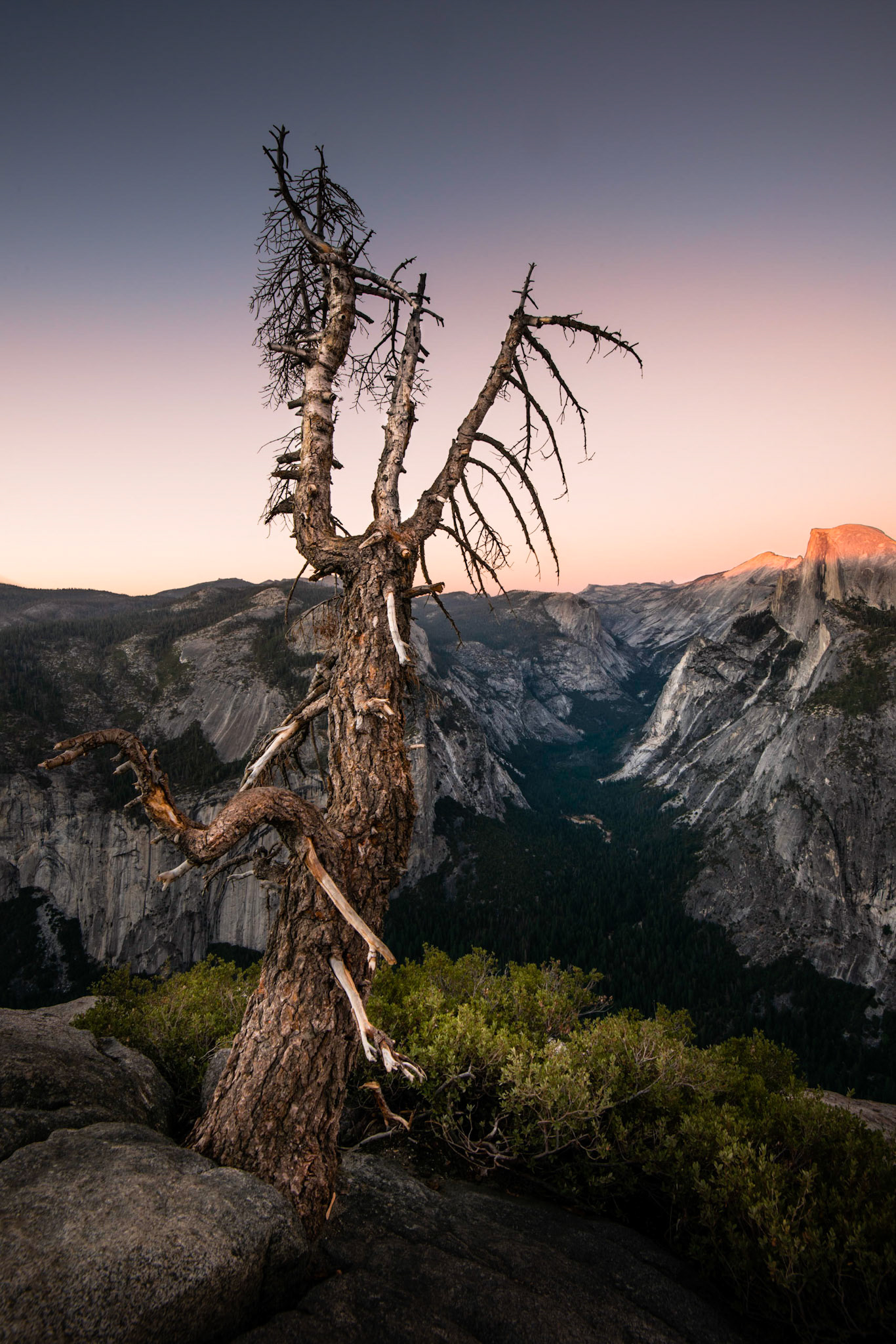 Old Tree - Glacier Point