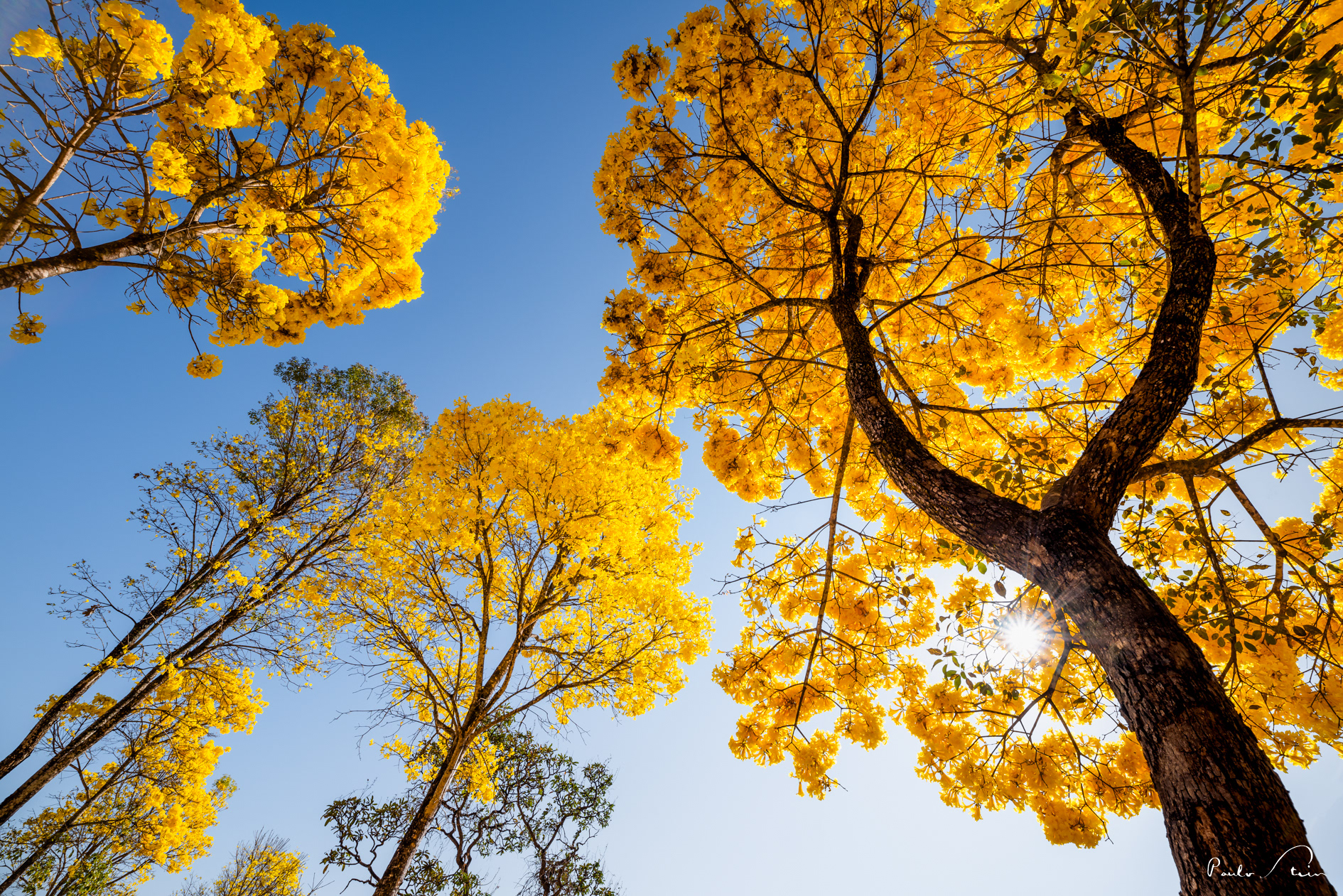 Ipê Amarelo IV