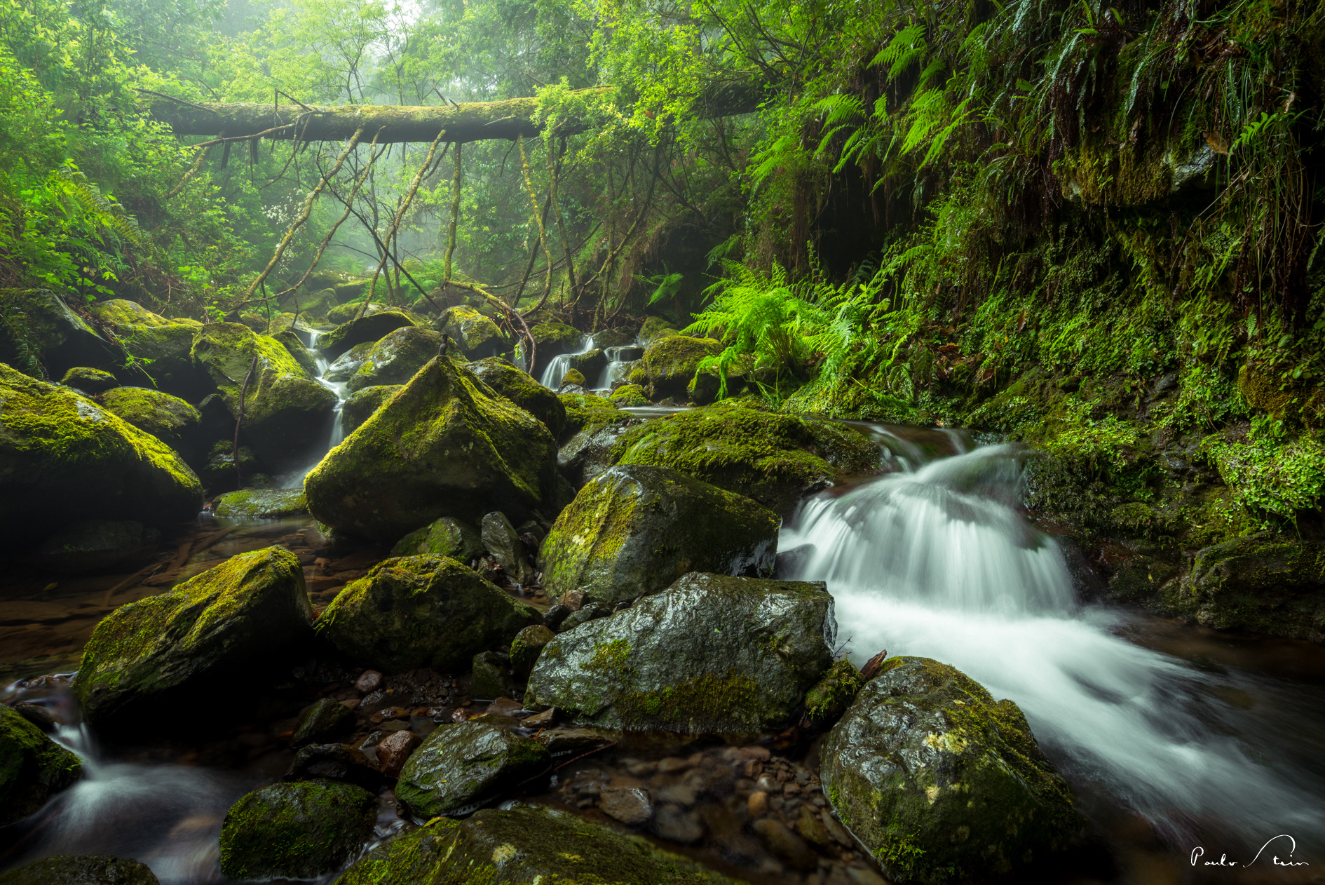 Floresta Laurissilva III - Ilha da Madeira - Portugal