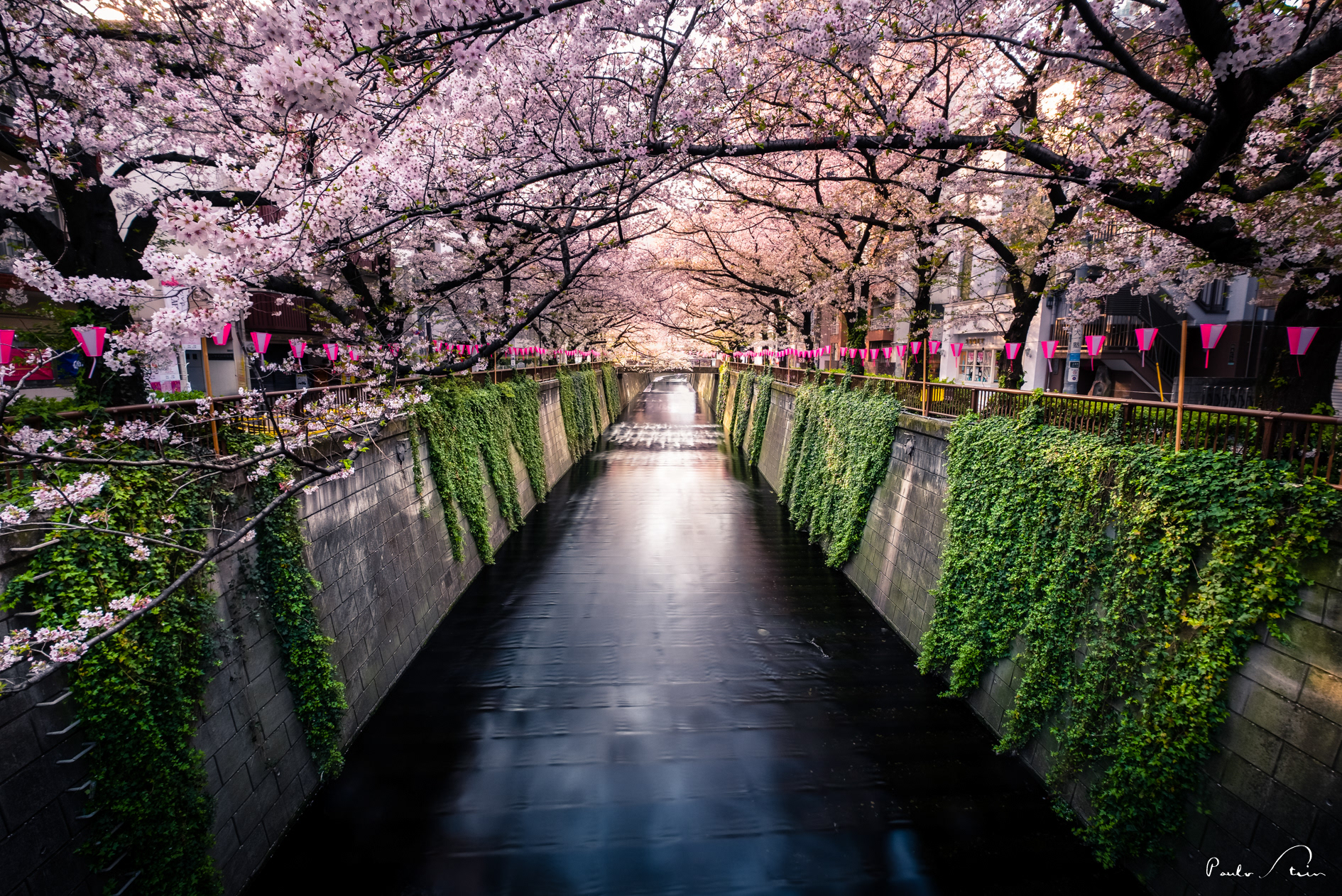 Cerejeiras - Tokyo - Japão