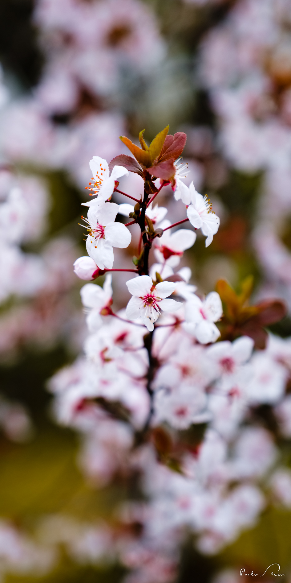 Flor de Cerejeira