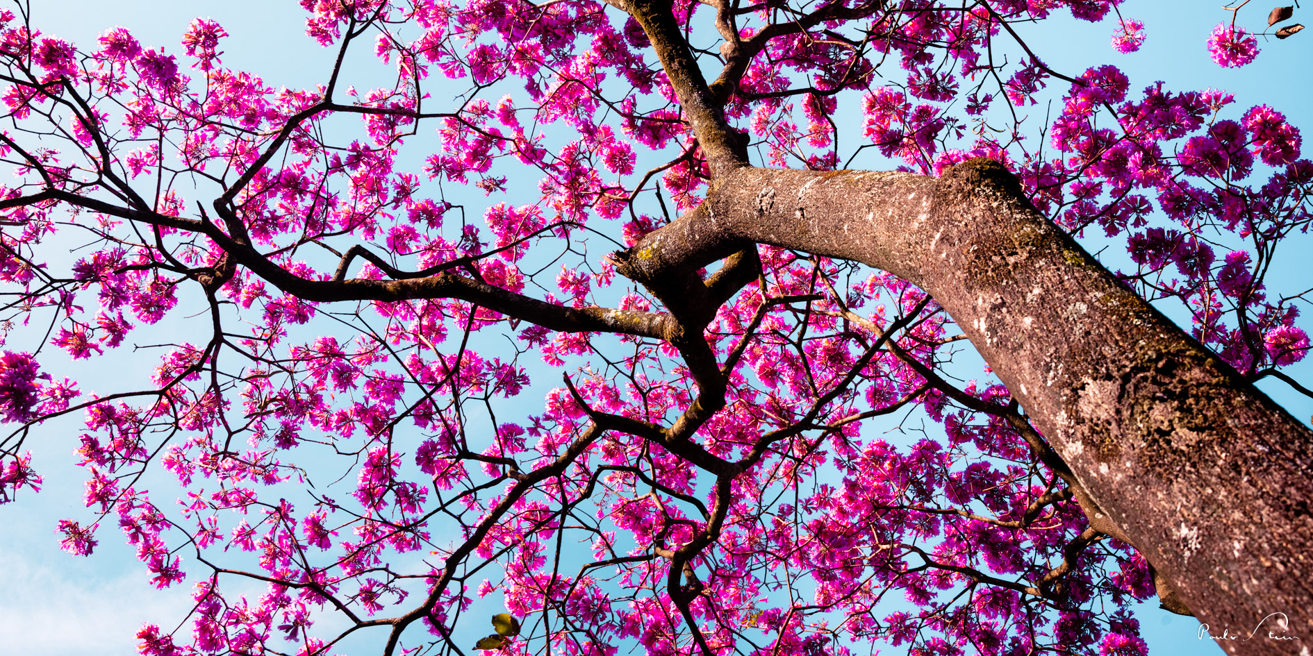 Ipê Rosa II