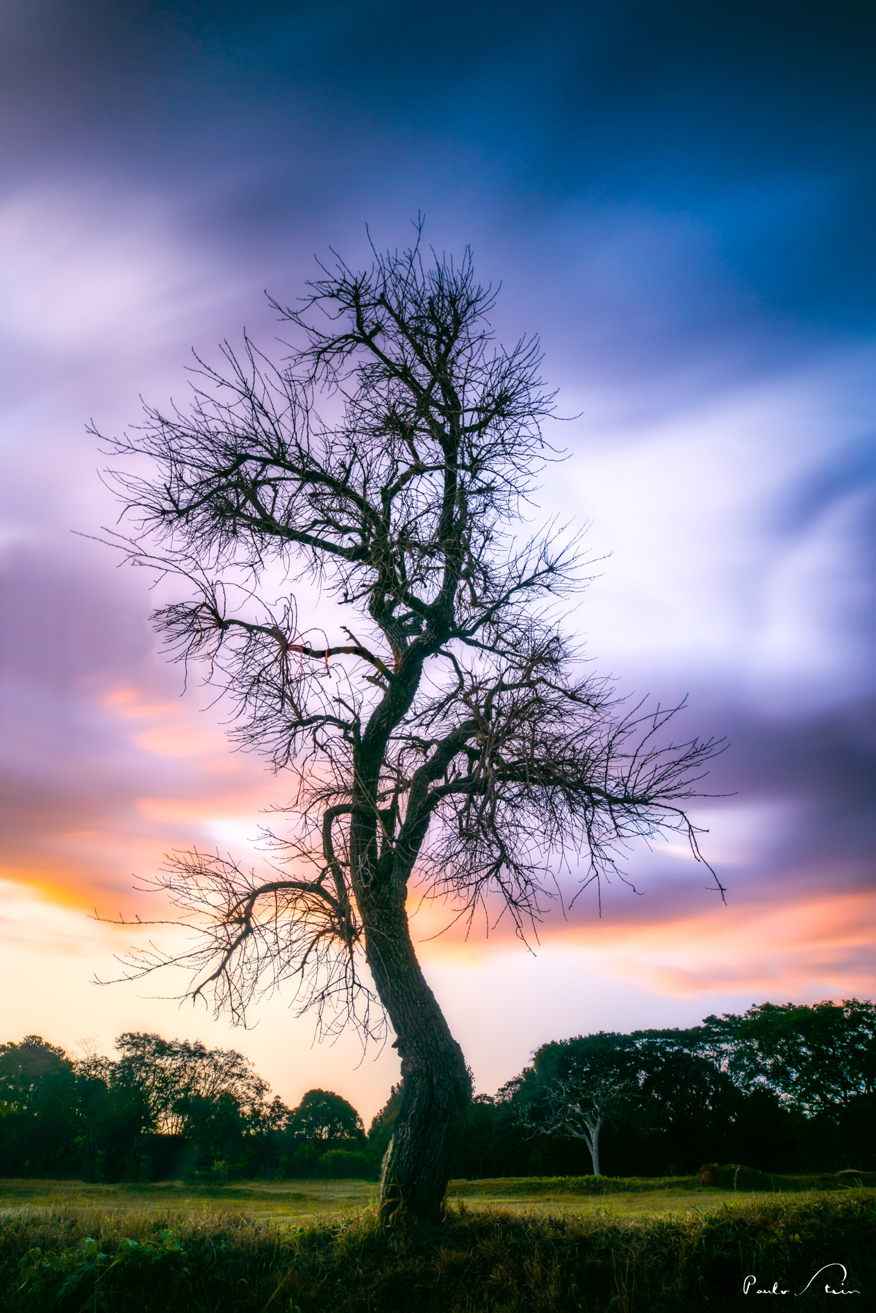 Árvores do Cerrado I