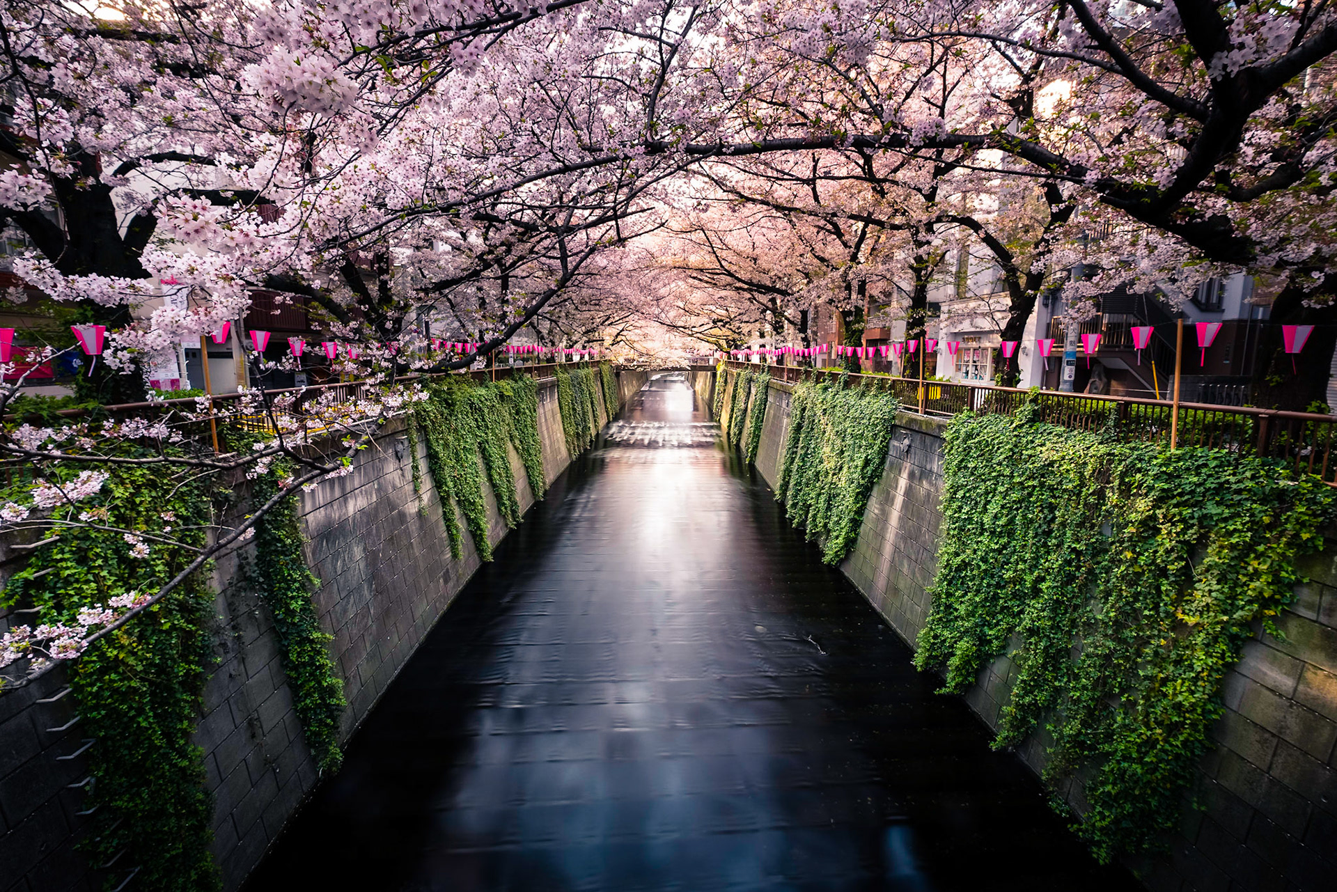 Cherry Blossom 01 - Tokyo