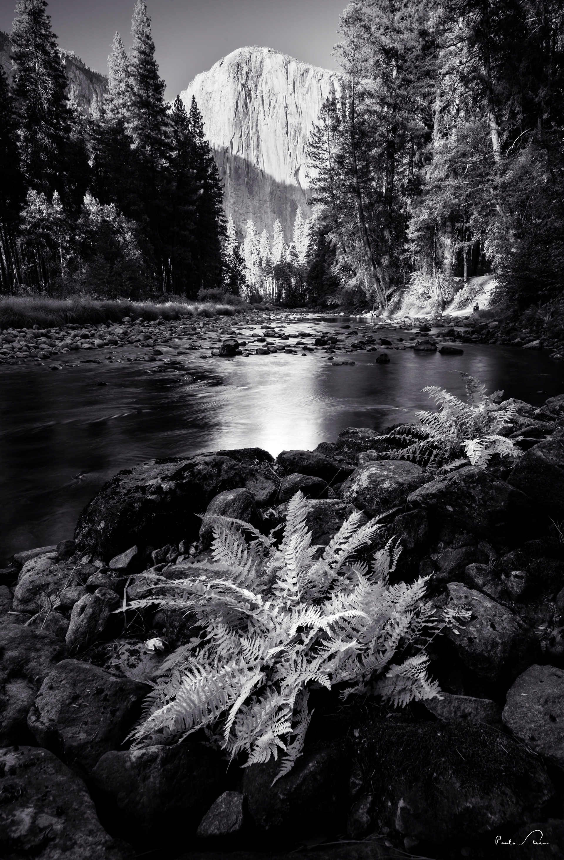 Bromélia - Yosemite - P&B