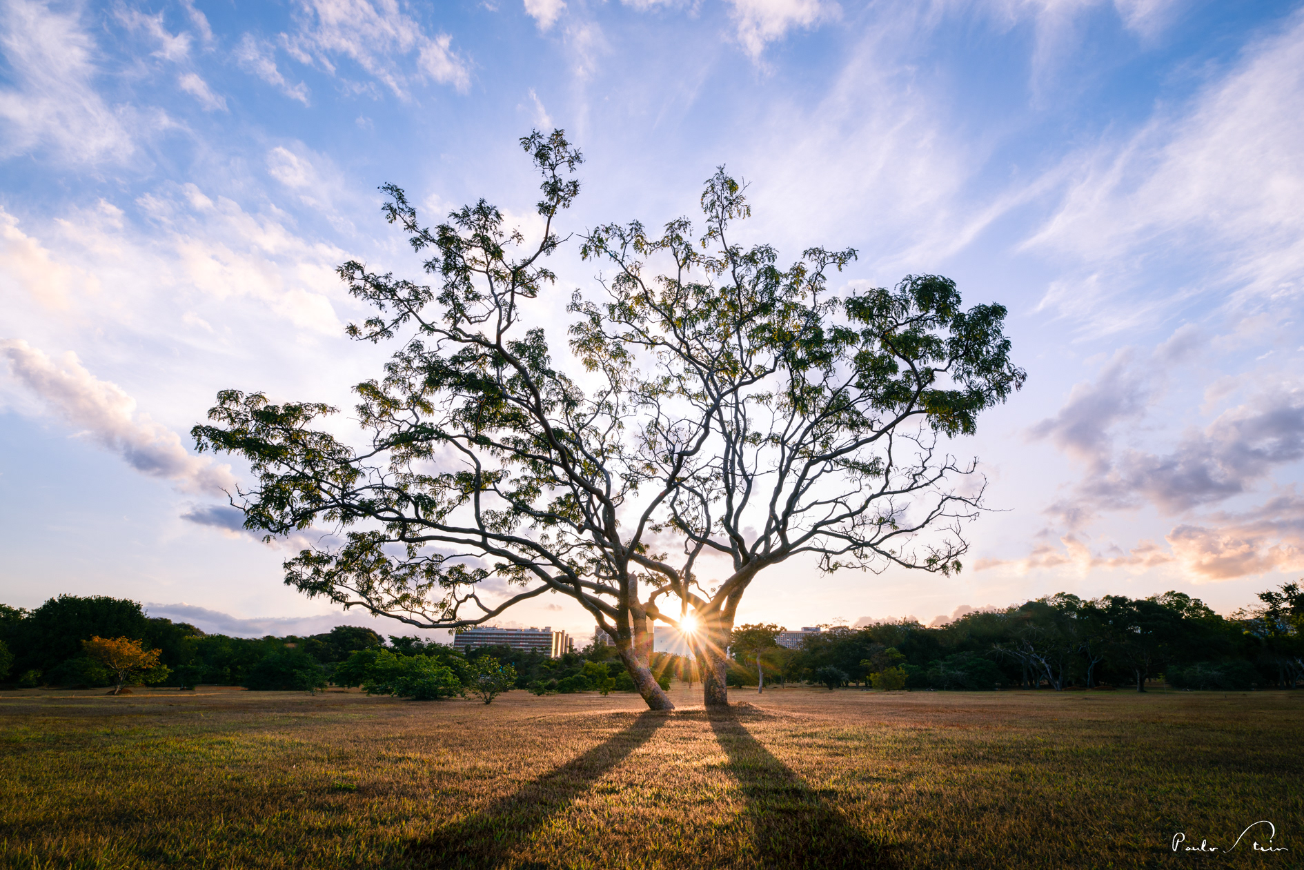 Árvores do Cerrado II
