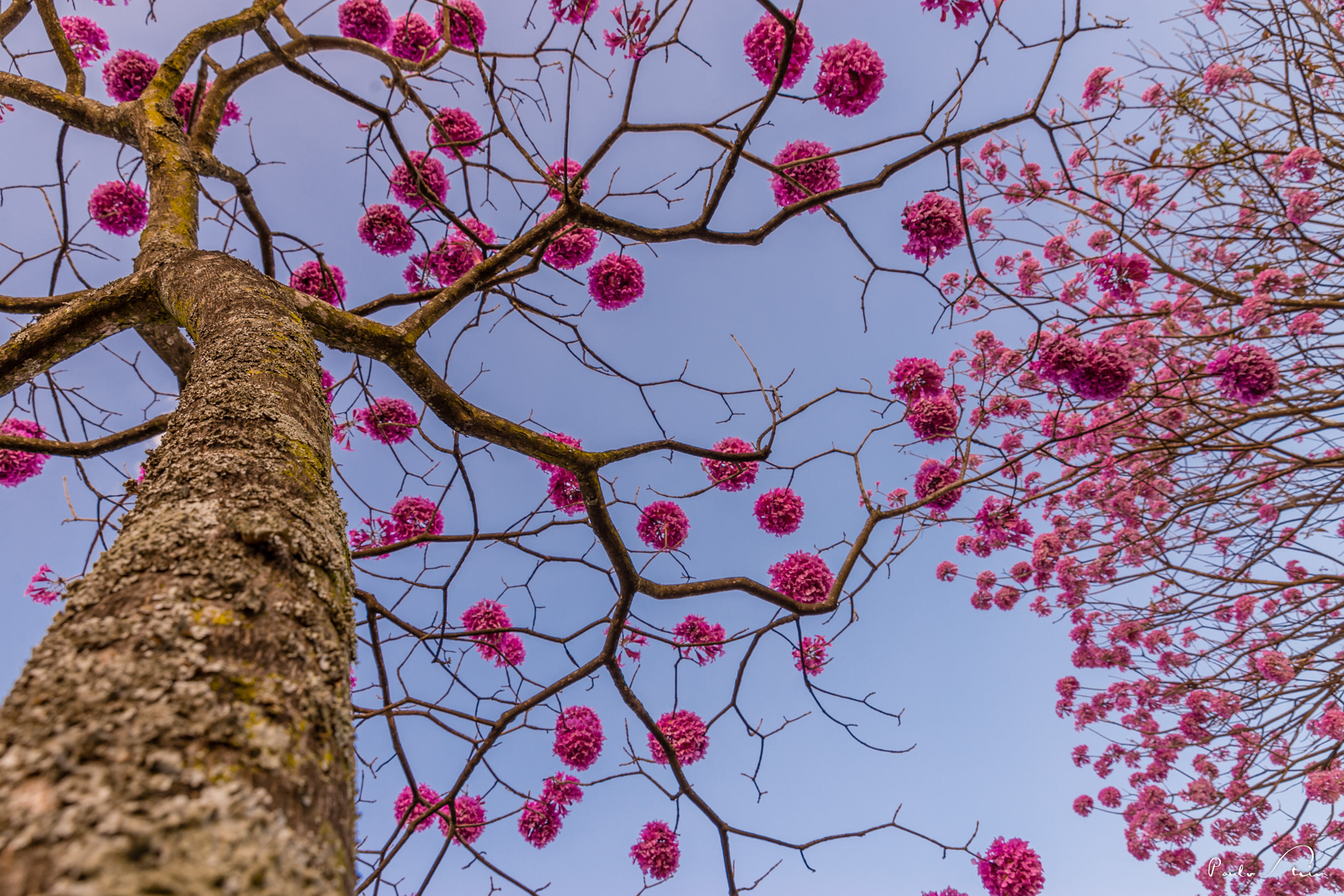 Ipê Rosa III