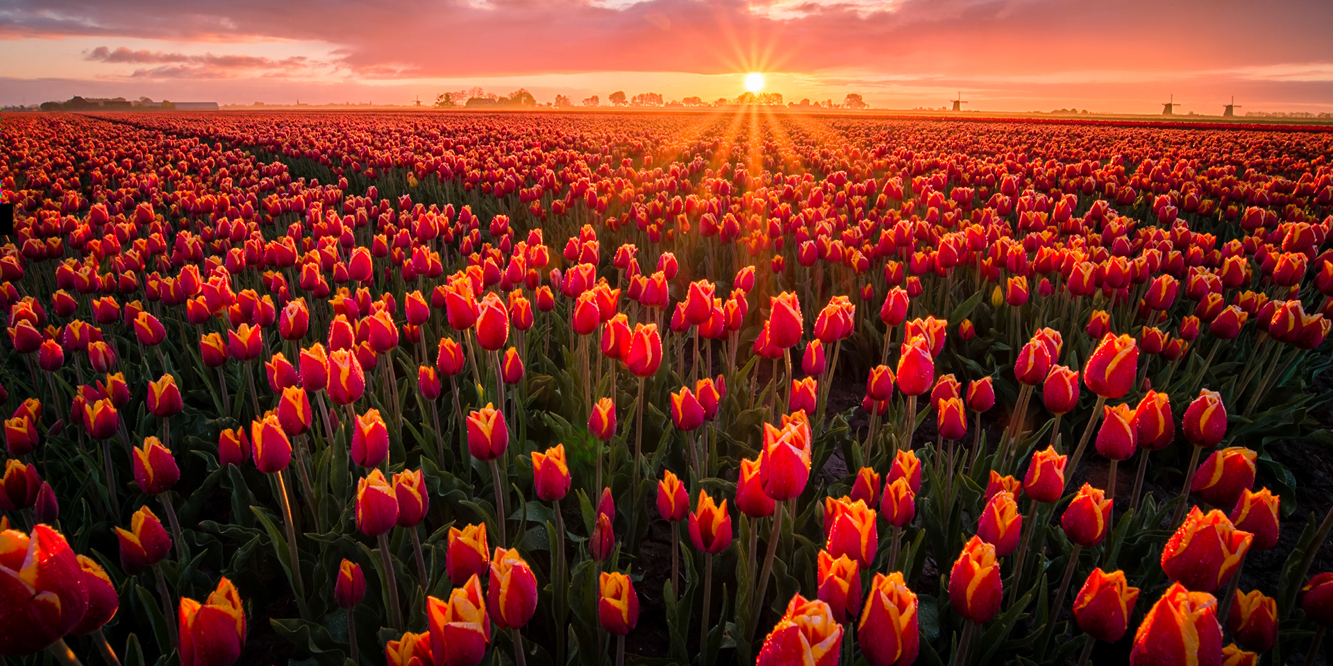 Tulipas - Holanda