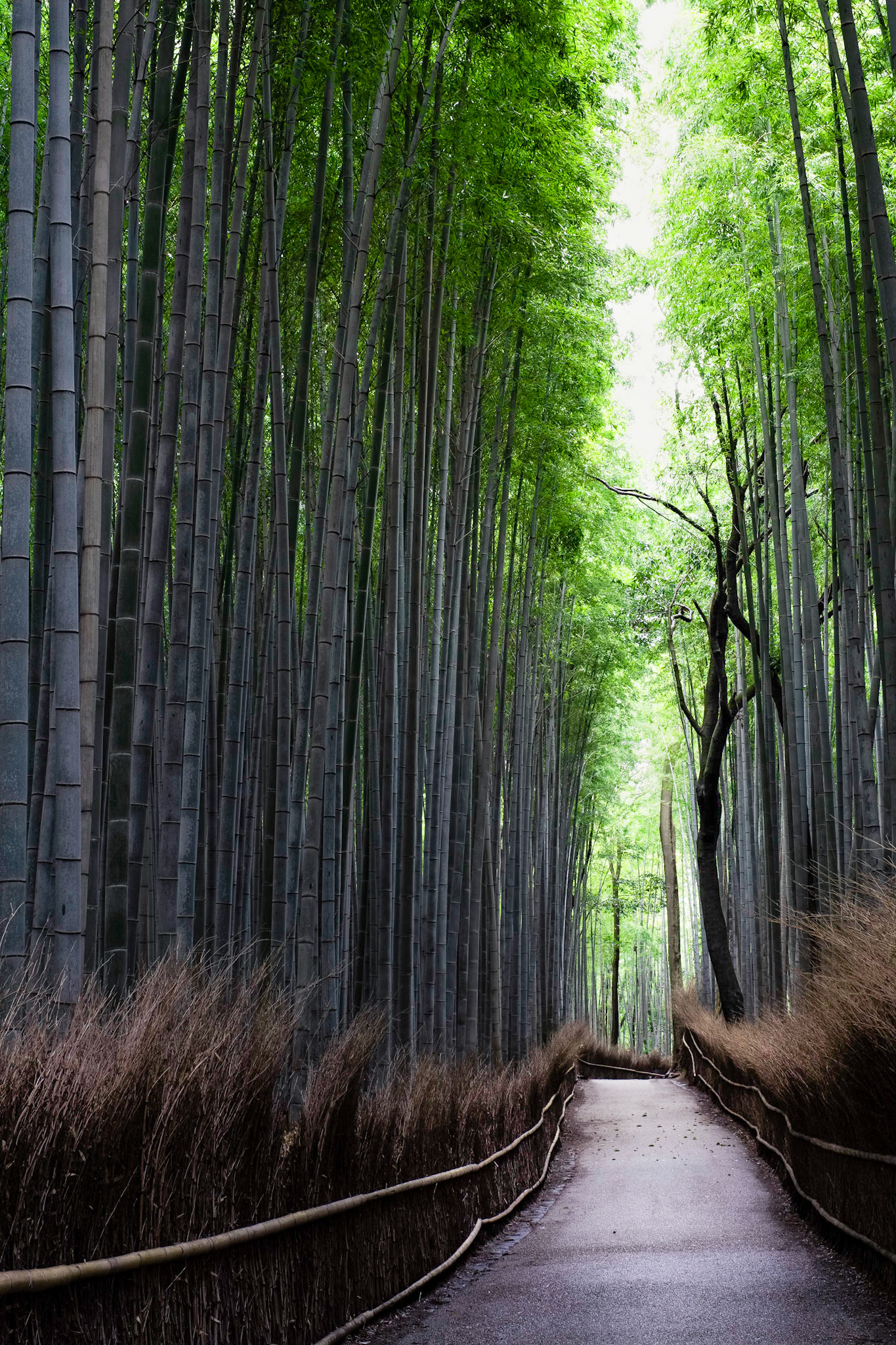 Arashiyama 02