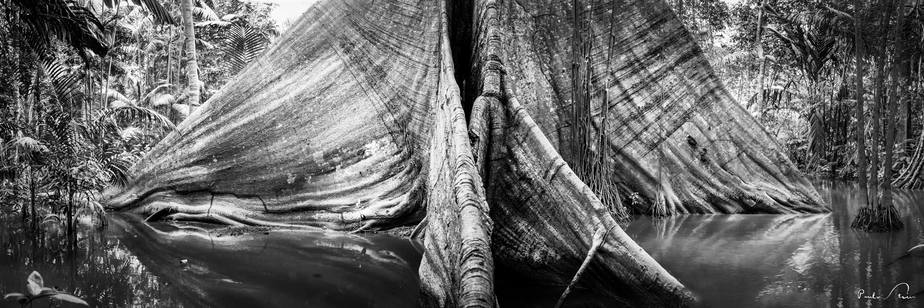 Samaúma - Floresta Amazônica