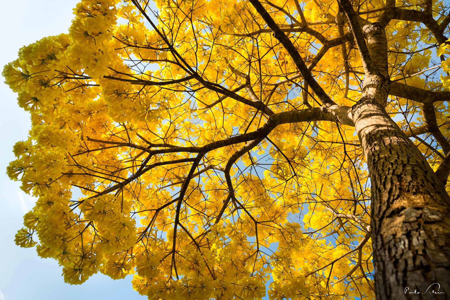 Ipê Amarelo I