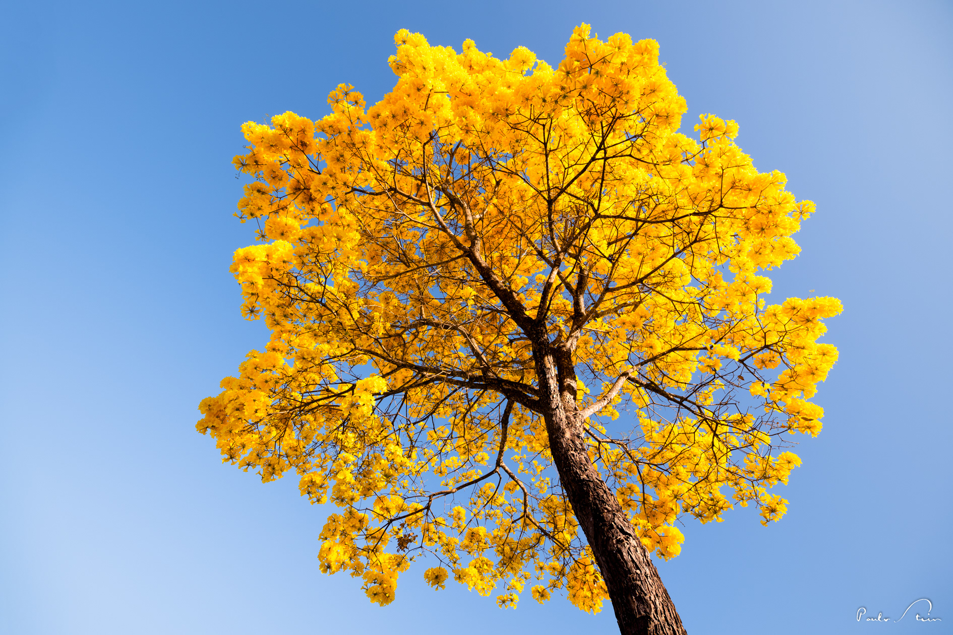 Ipê Amarelo II