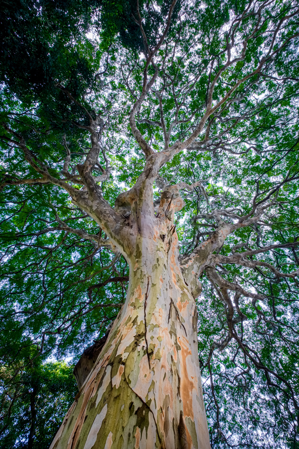 Árvores do Cerrado IV