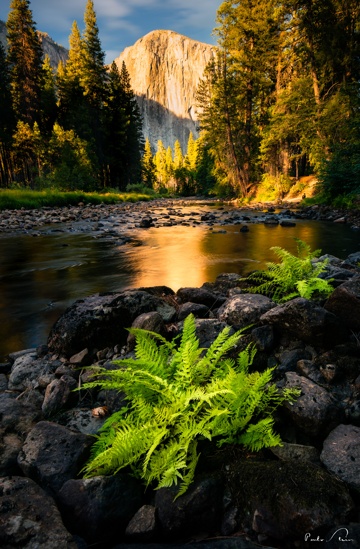 Bromélias - Yosemite - California