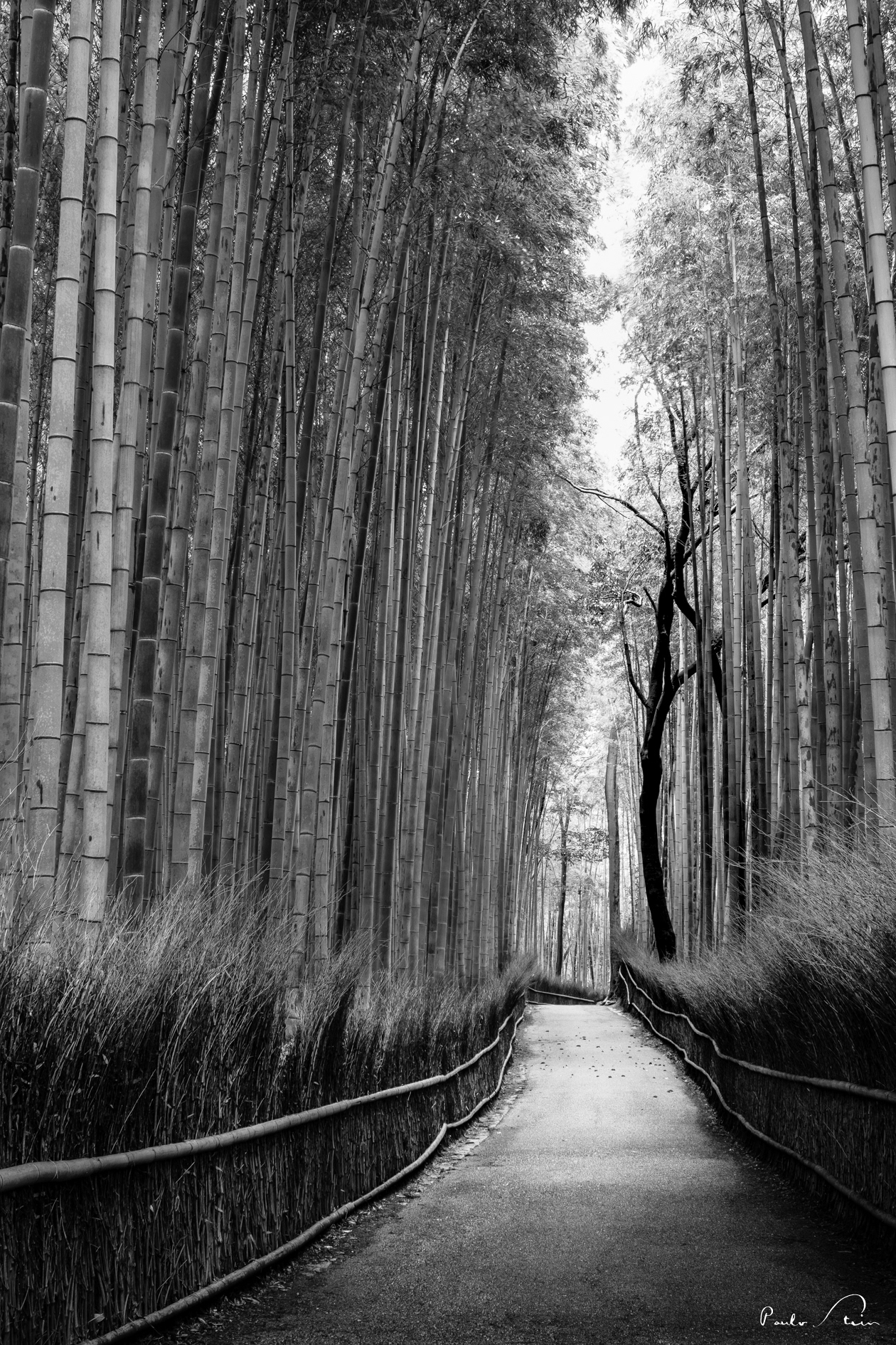 Arashiyama - Kyoto