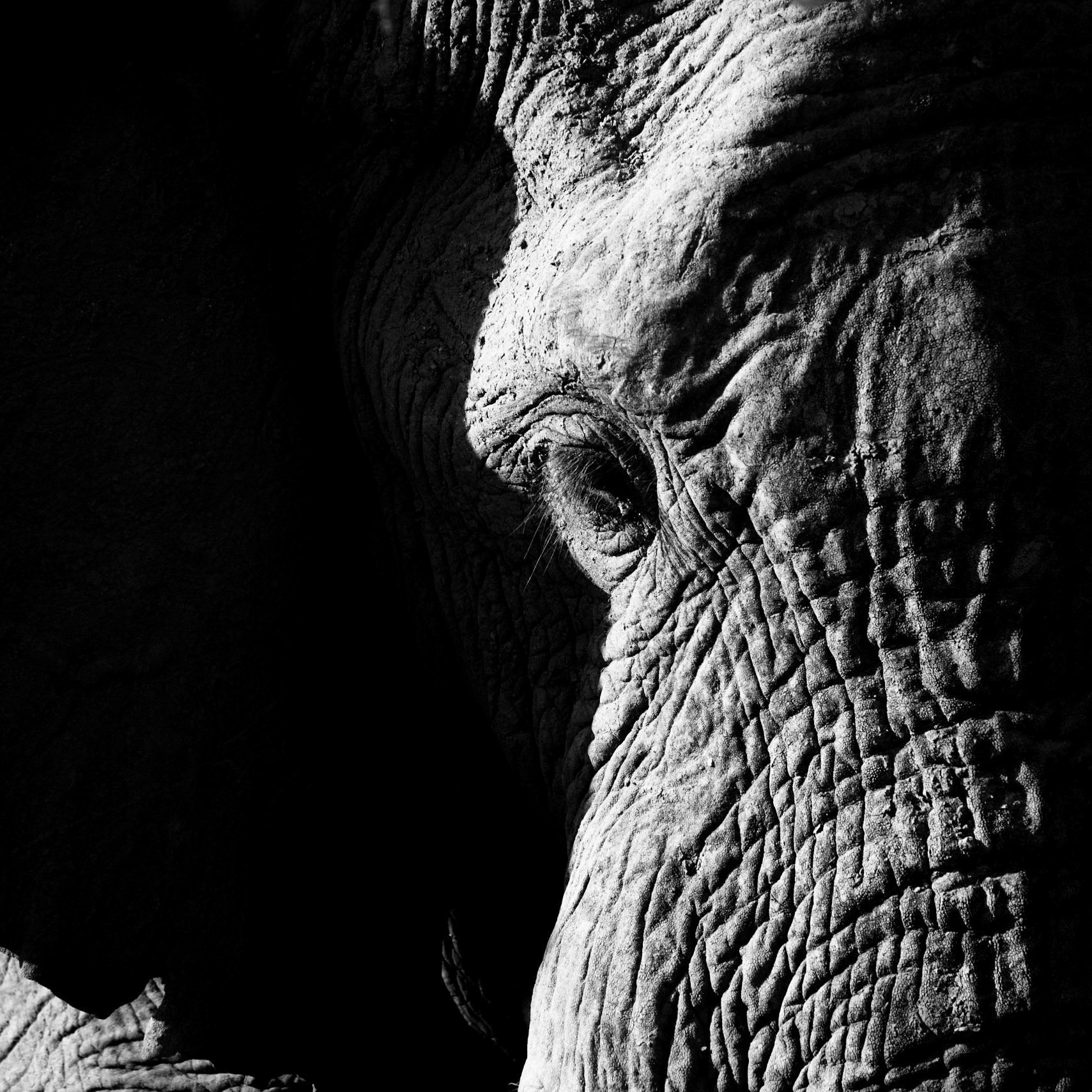 O Elefante