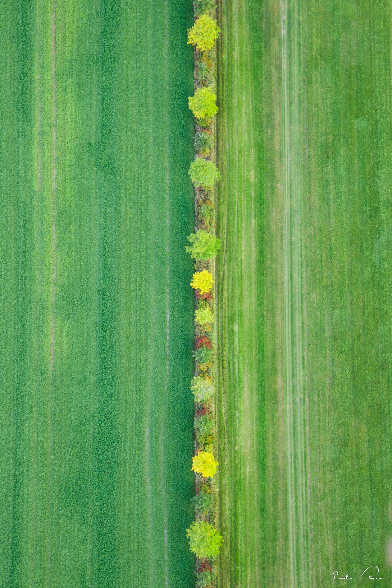 Minimalismo - Canadá