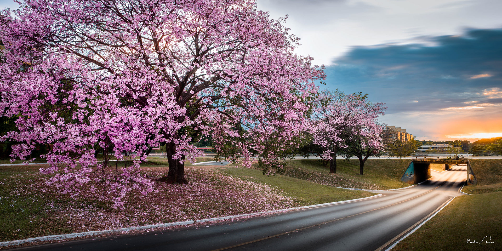 Flores de Brasília