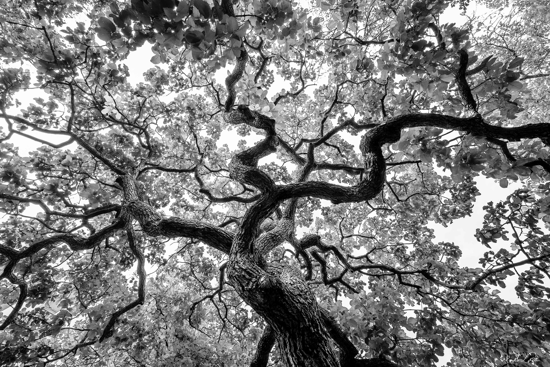 Árvores do Cerrado II