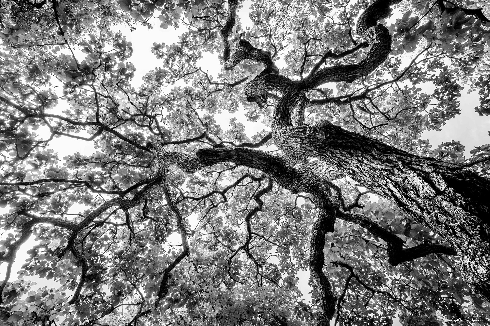 Árvores do Cerrado I