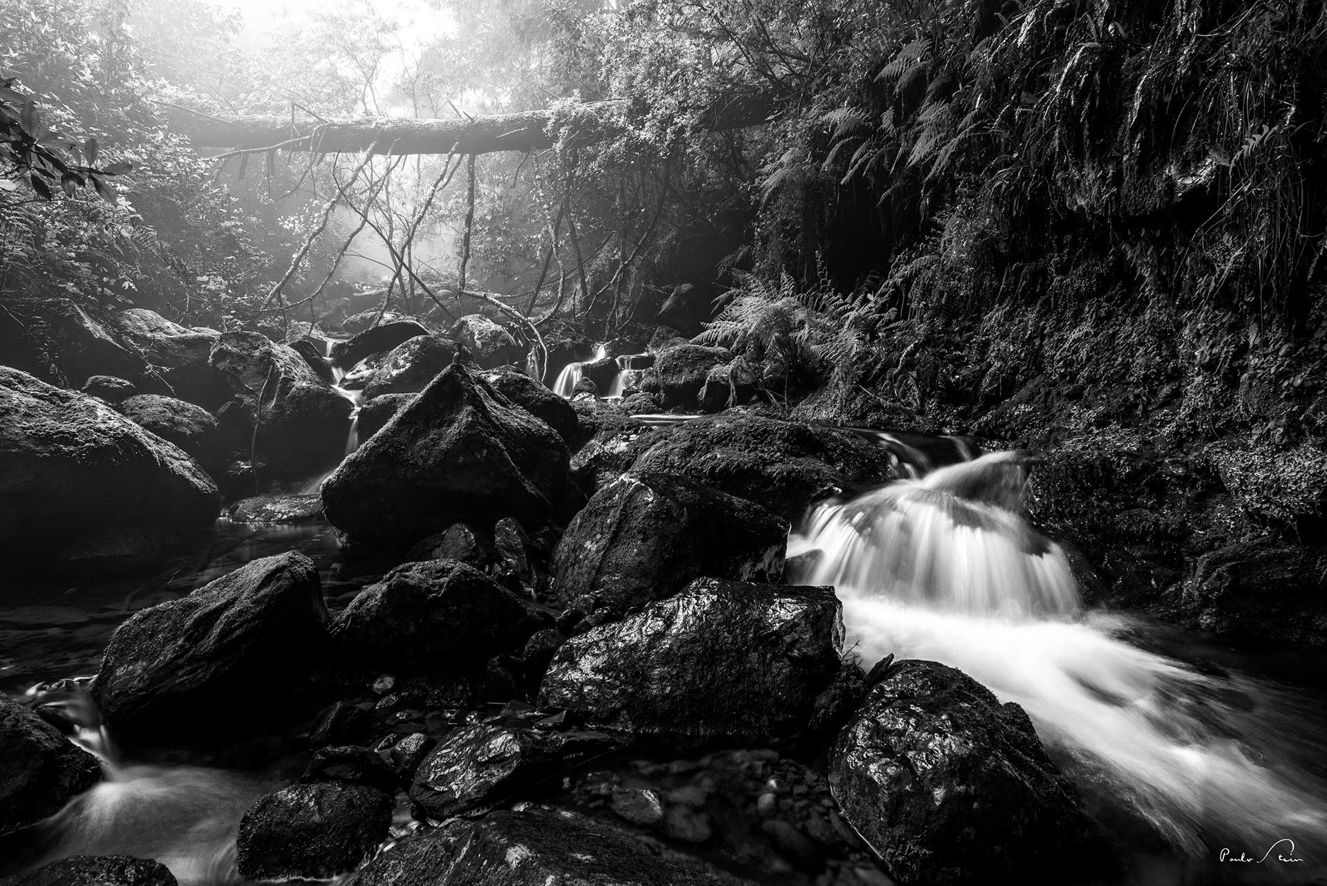 Floresta da Laurissilva 03 - P&B