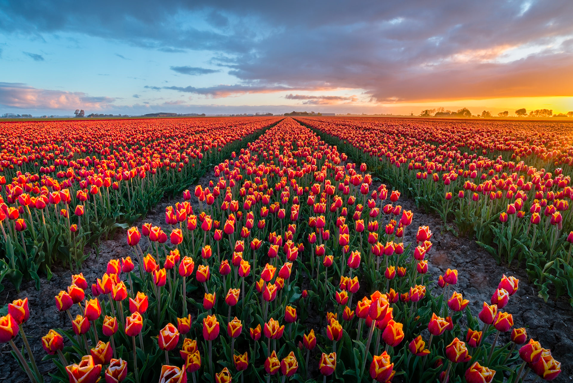 Tulipas 02 - Holanda