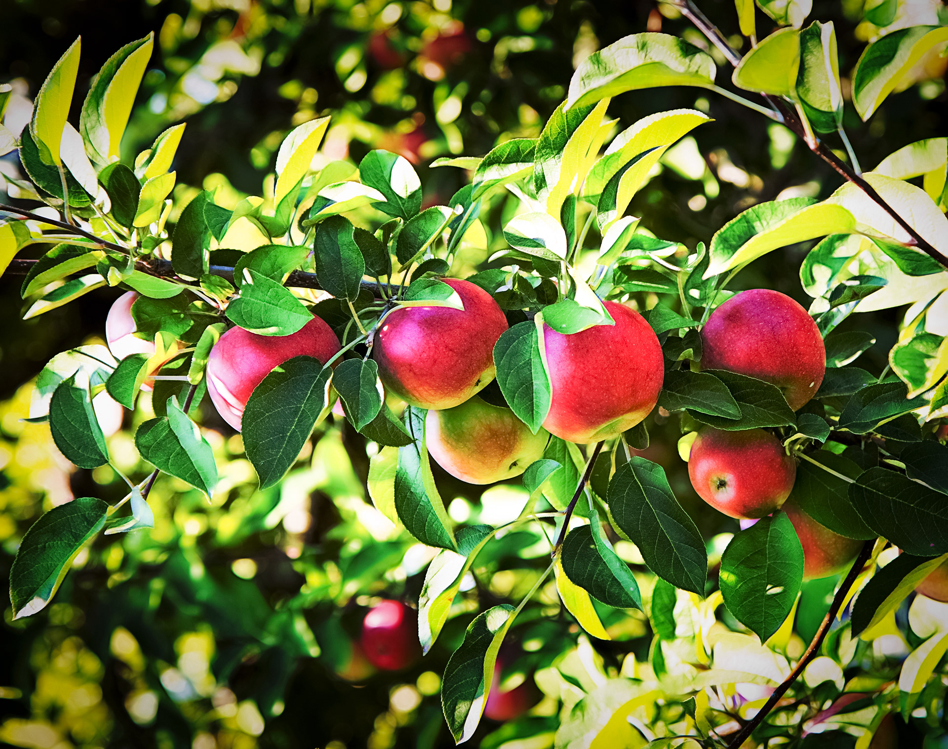 Apple Picking Time