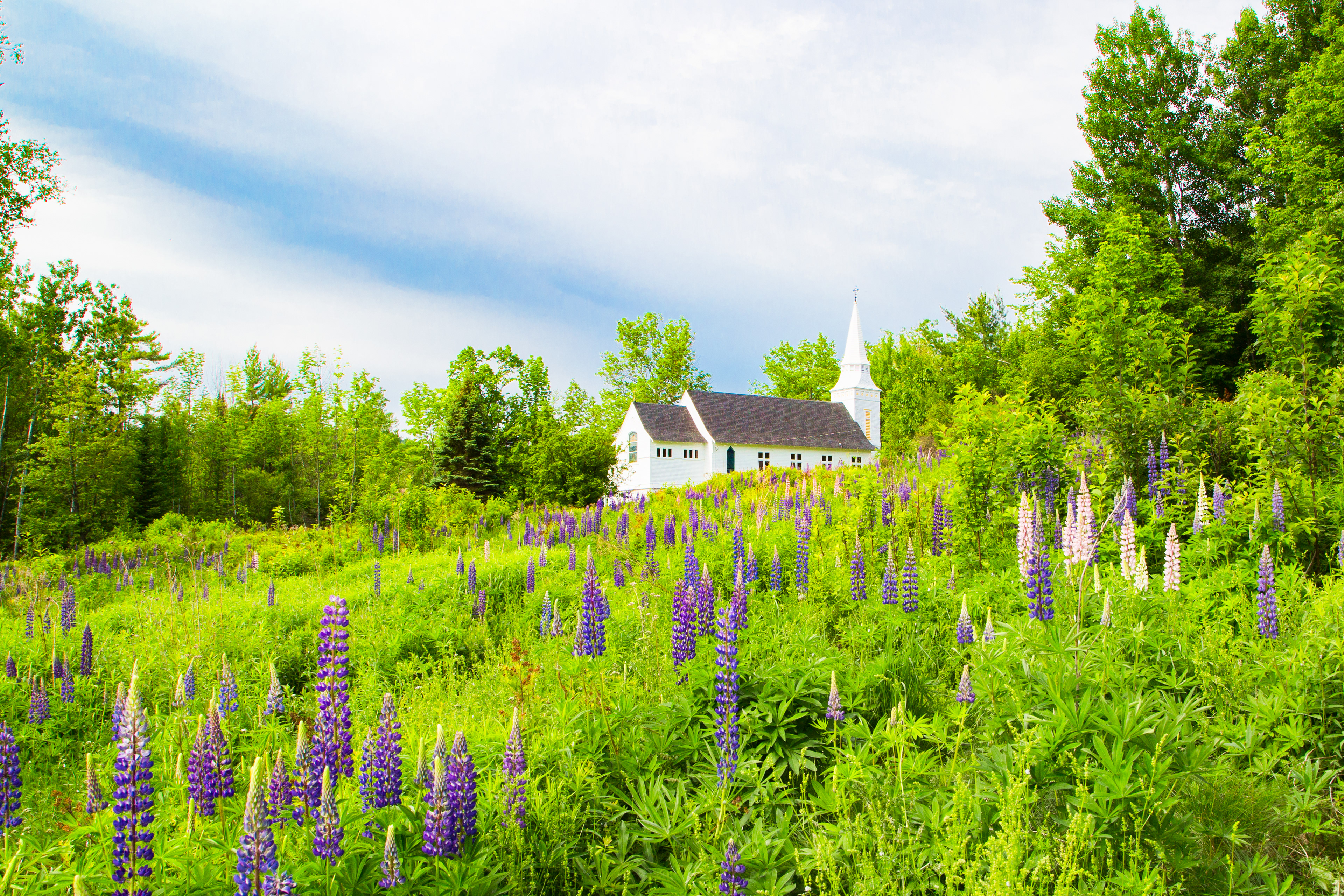 Lupines, Sugar Hill New Hampshire
