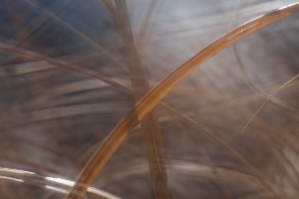 Abstract Grasses #4