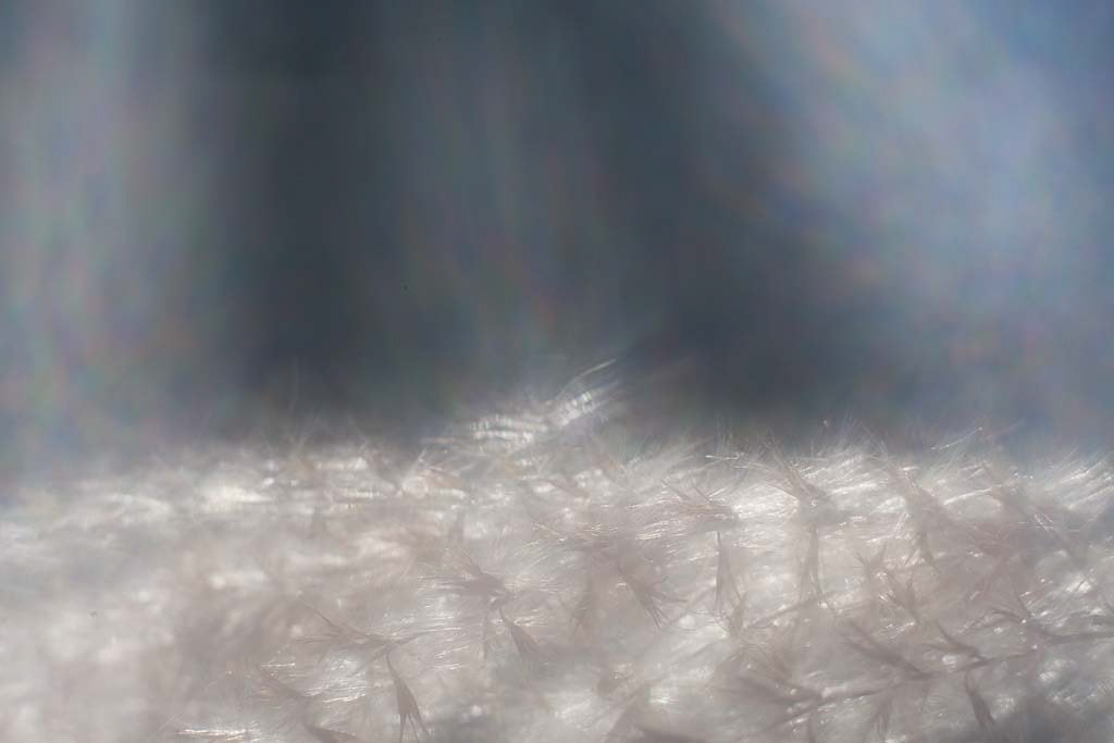 Abstract Grasses #3
