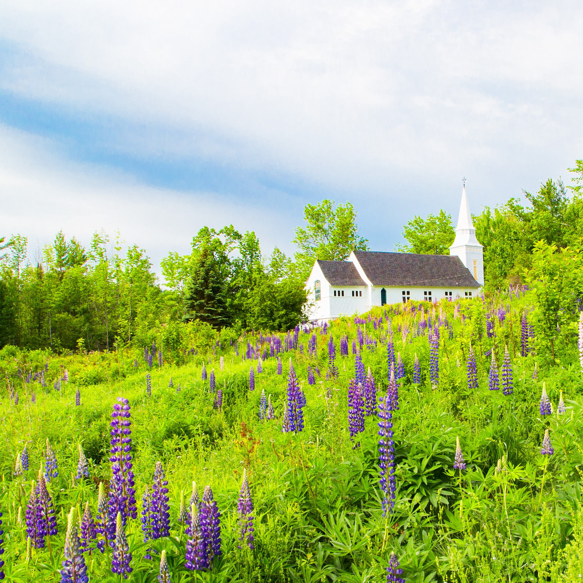 Lupines, Sugar Hill New Hampshire - square
