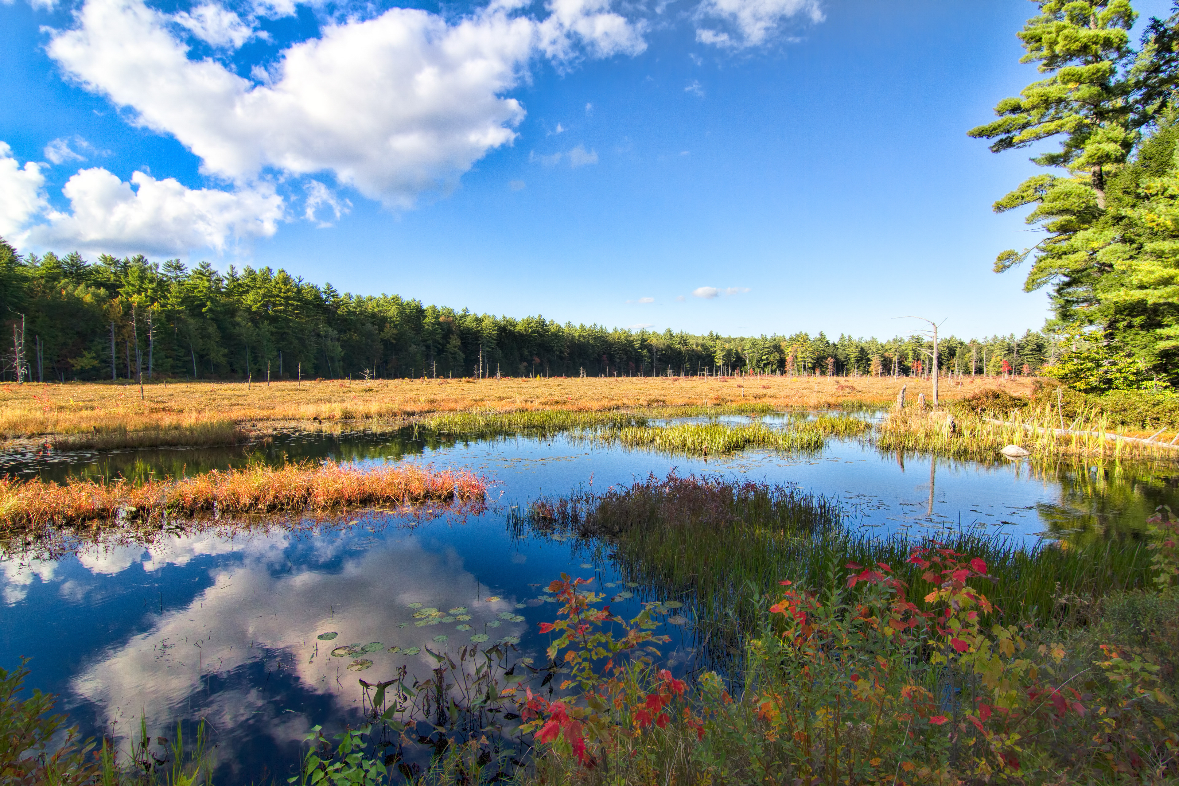 Marsh in Pawtuckaway in the Fall #2