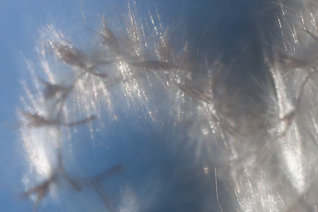 Abstract Grasses #1