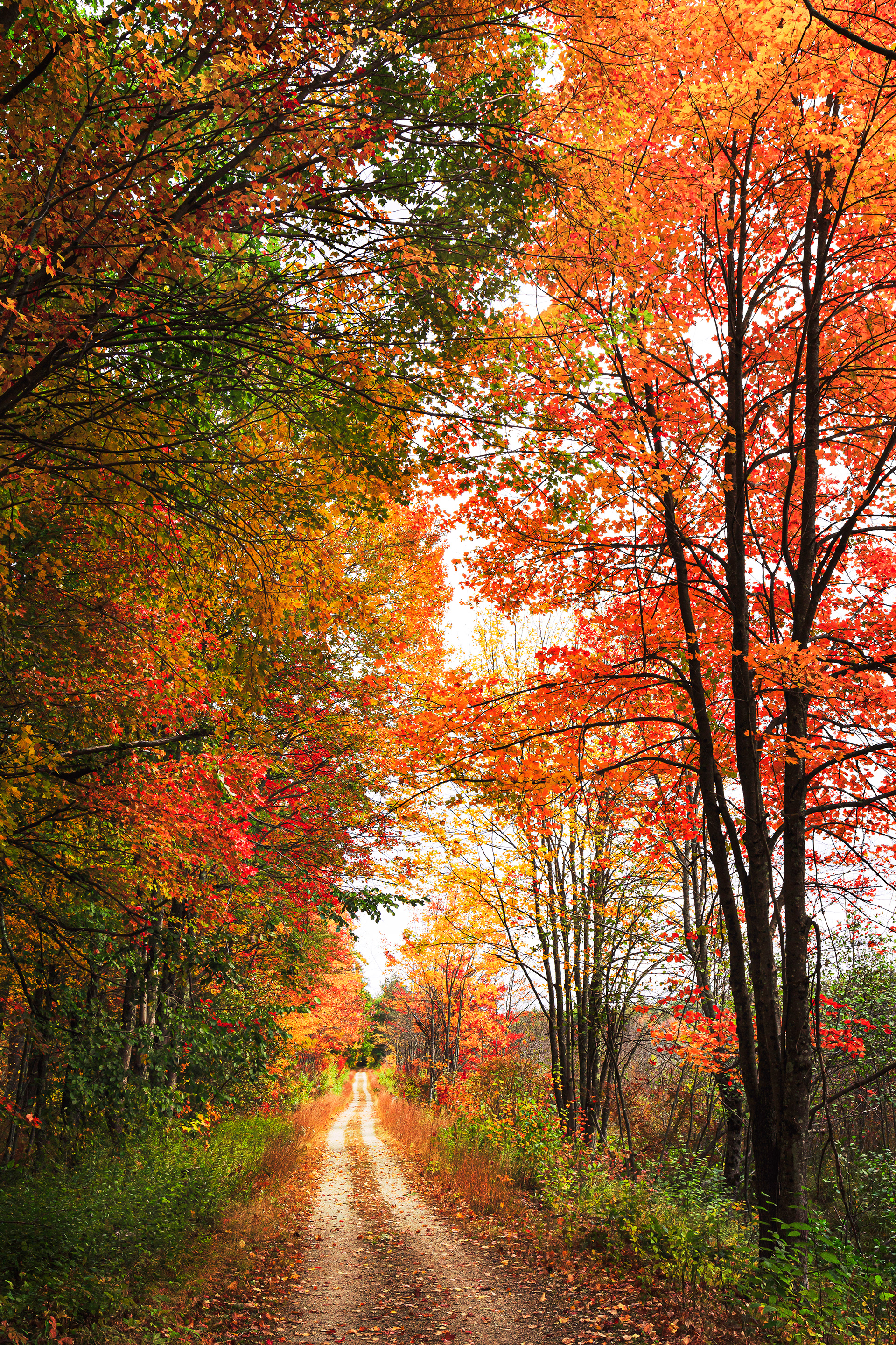 The path - Fall in New Hampshire