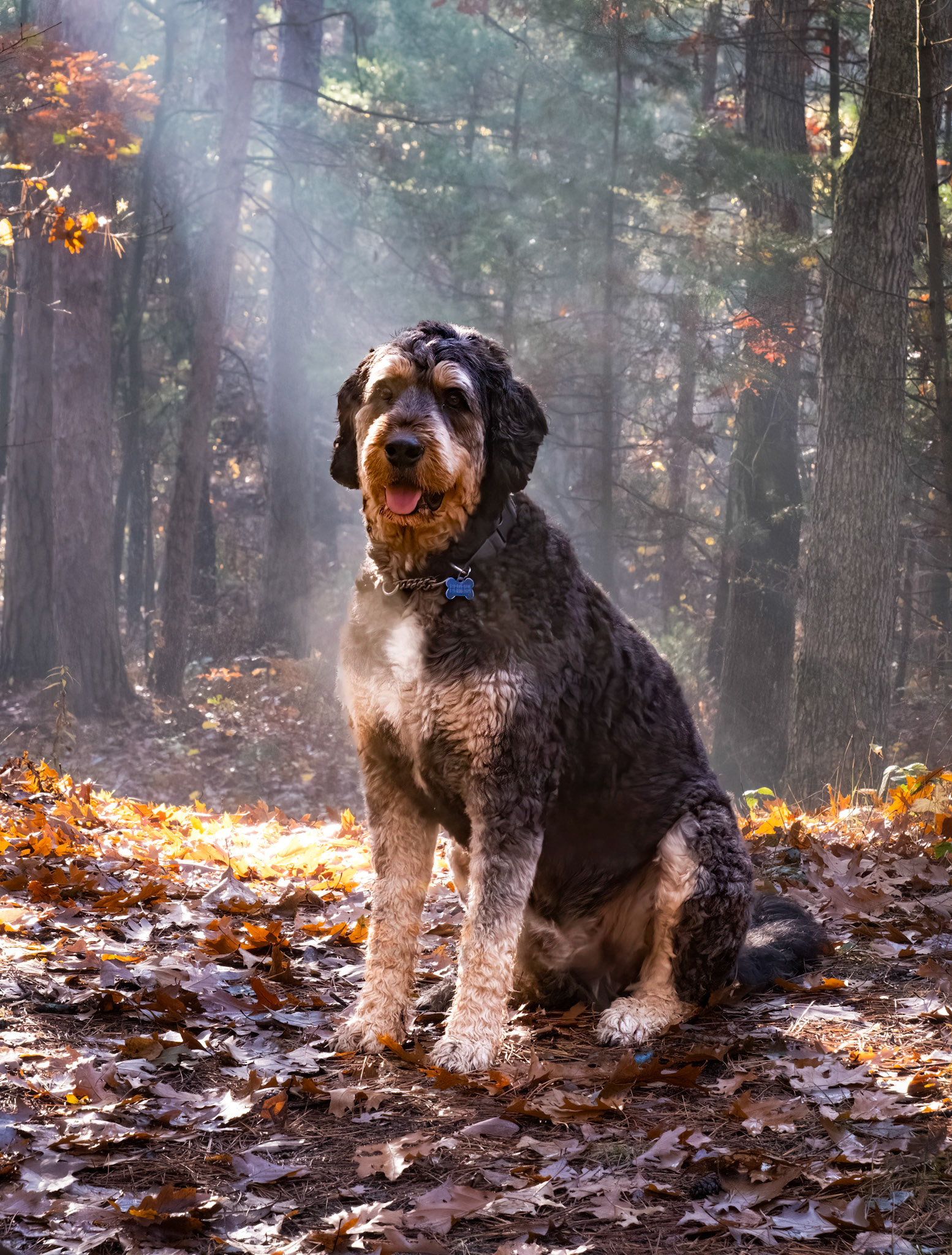 Portrait of Arthur on the trail