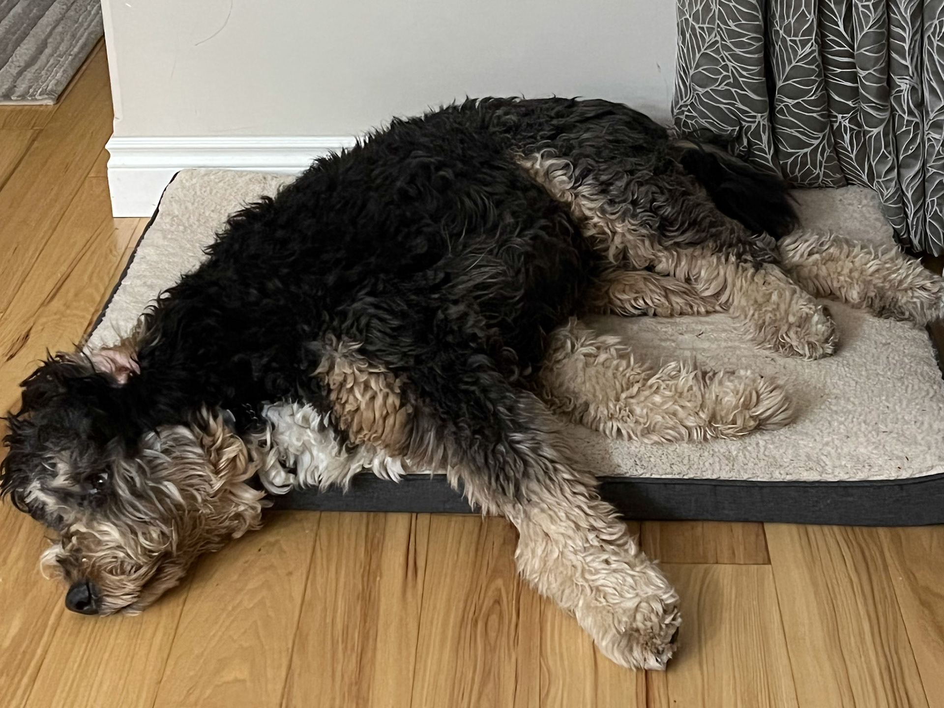 Arthur flaked out after a hard day