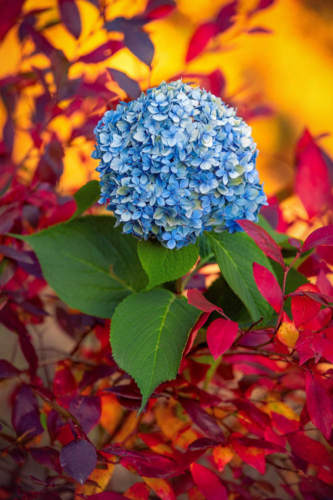 𝗜𝗚𝗣𝗢𝗧𝗬 𝟭𝟵  |  The Beauty of Plants — Highly Commended  |  "Blue in Red"
