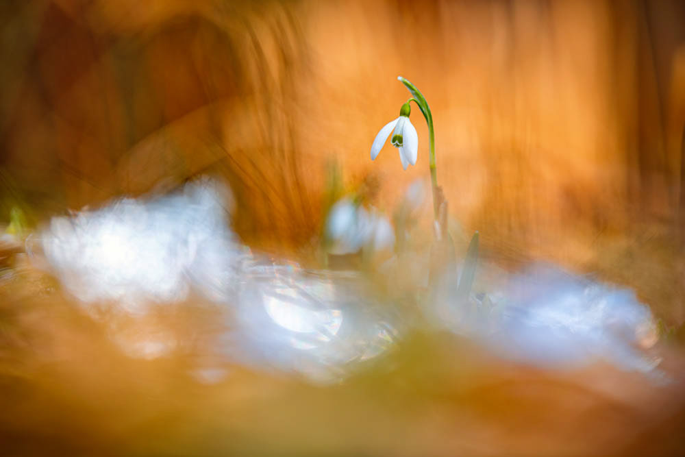 𝗖𝗨𝗣𝗢𝗧𝗬 𝟳  |  Plants – Shortlisted  |  "Reflections"