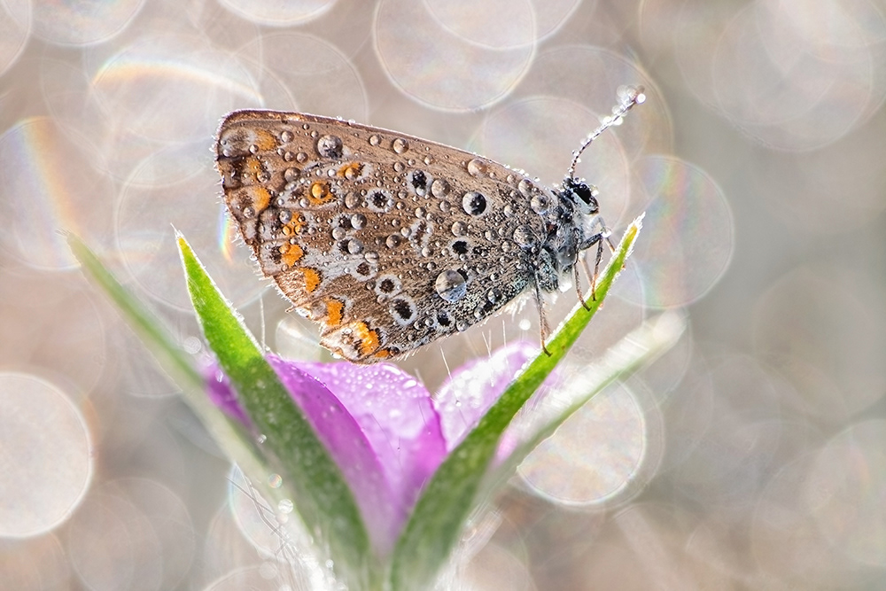 𝗖𝗨𝗣𝗢𝗧𝗬  |  Challenge: Something Beautiful — Shortlisted  |  "Ersa"