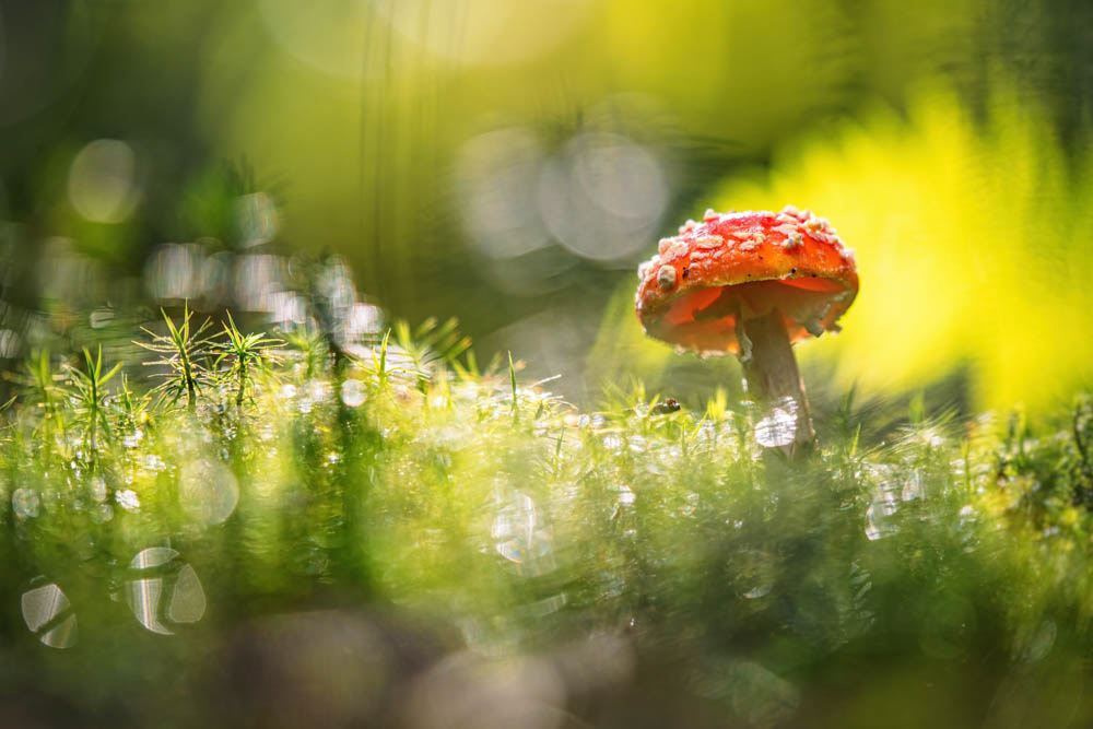 𝗖𝗨𝗣𝗢𝗧𝗬 𝟳  |  Fungi – Shortlisted  |  "Tales of Moss and Fern"