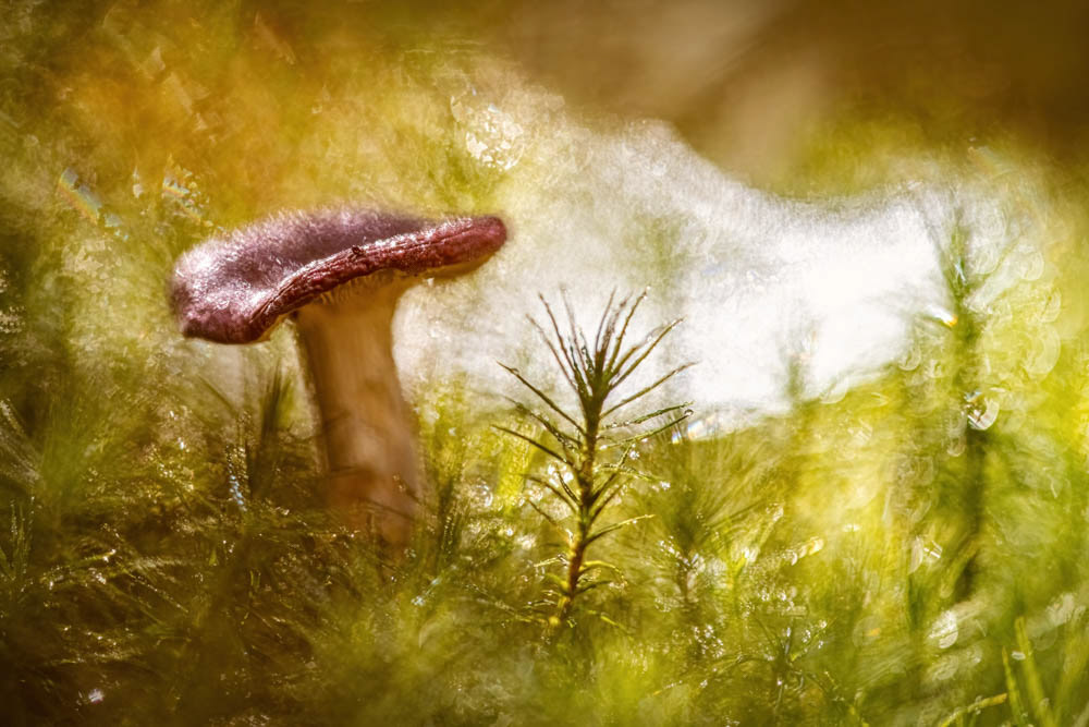 𝗜𝗚𝗣𝗢𝗧𝗬 𝟭𝟵  |  The World of Fungi — 2nd place  |  "Painting Autumn"