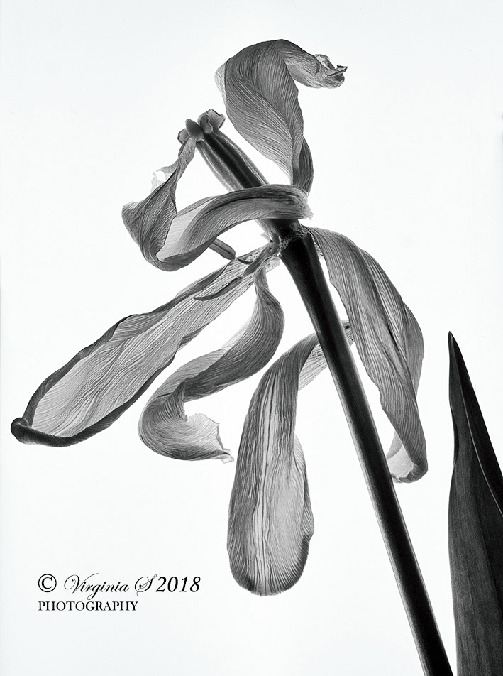 Past It's Prime Tulip