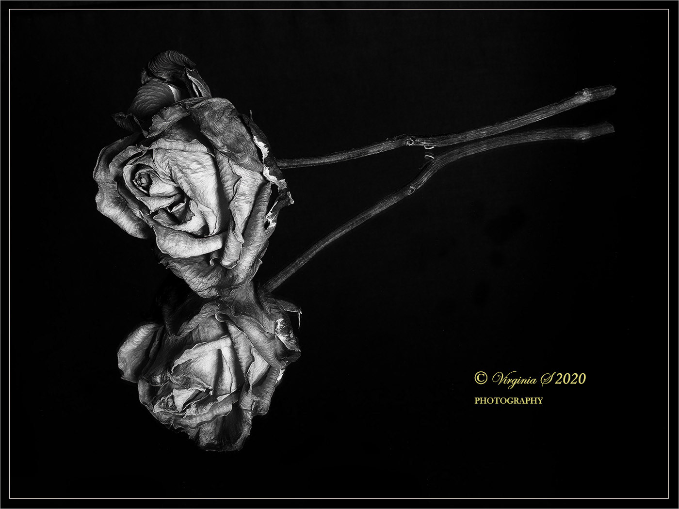 Mummified Rose