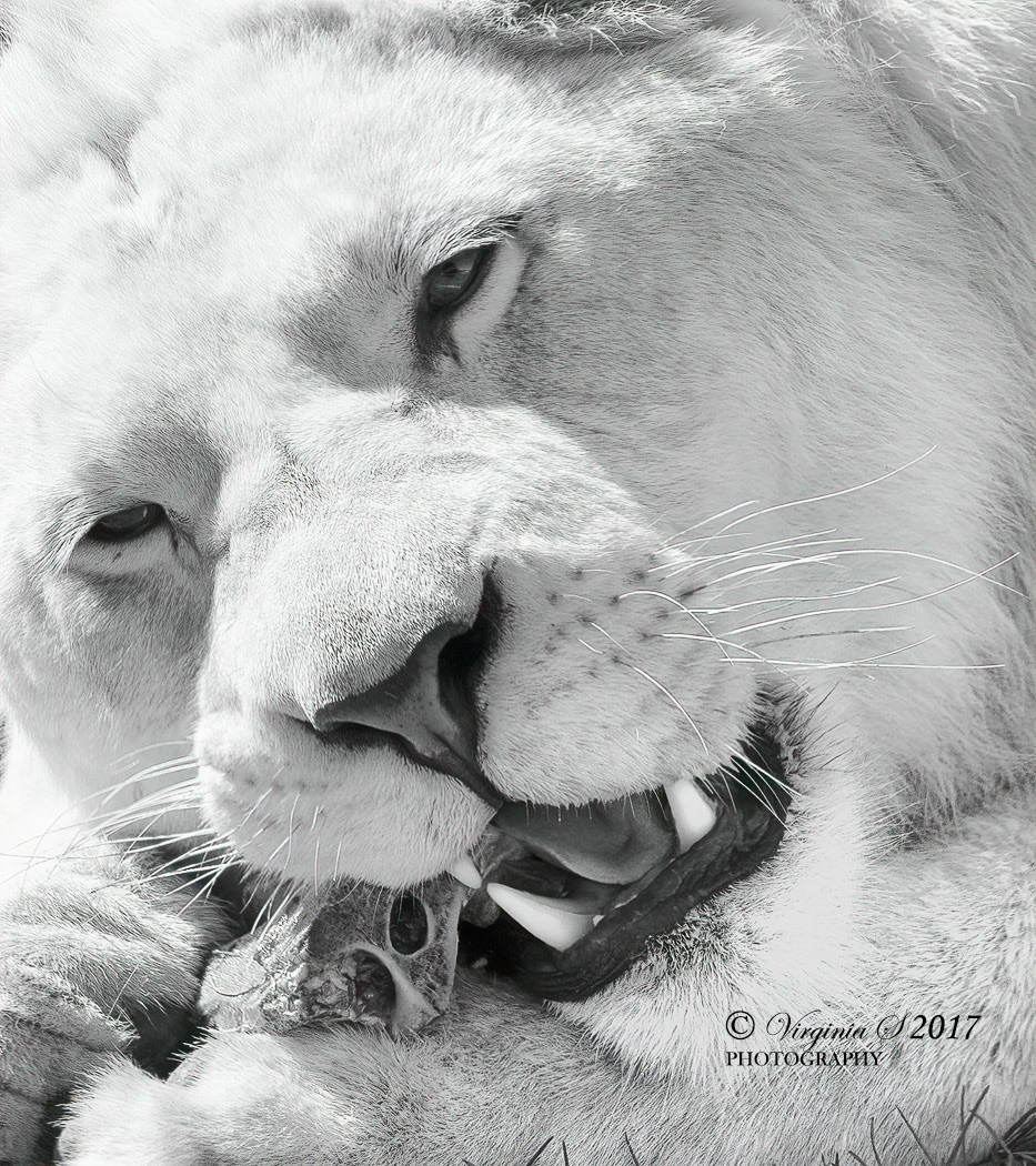Lioness Enjoying Dinner