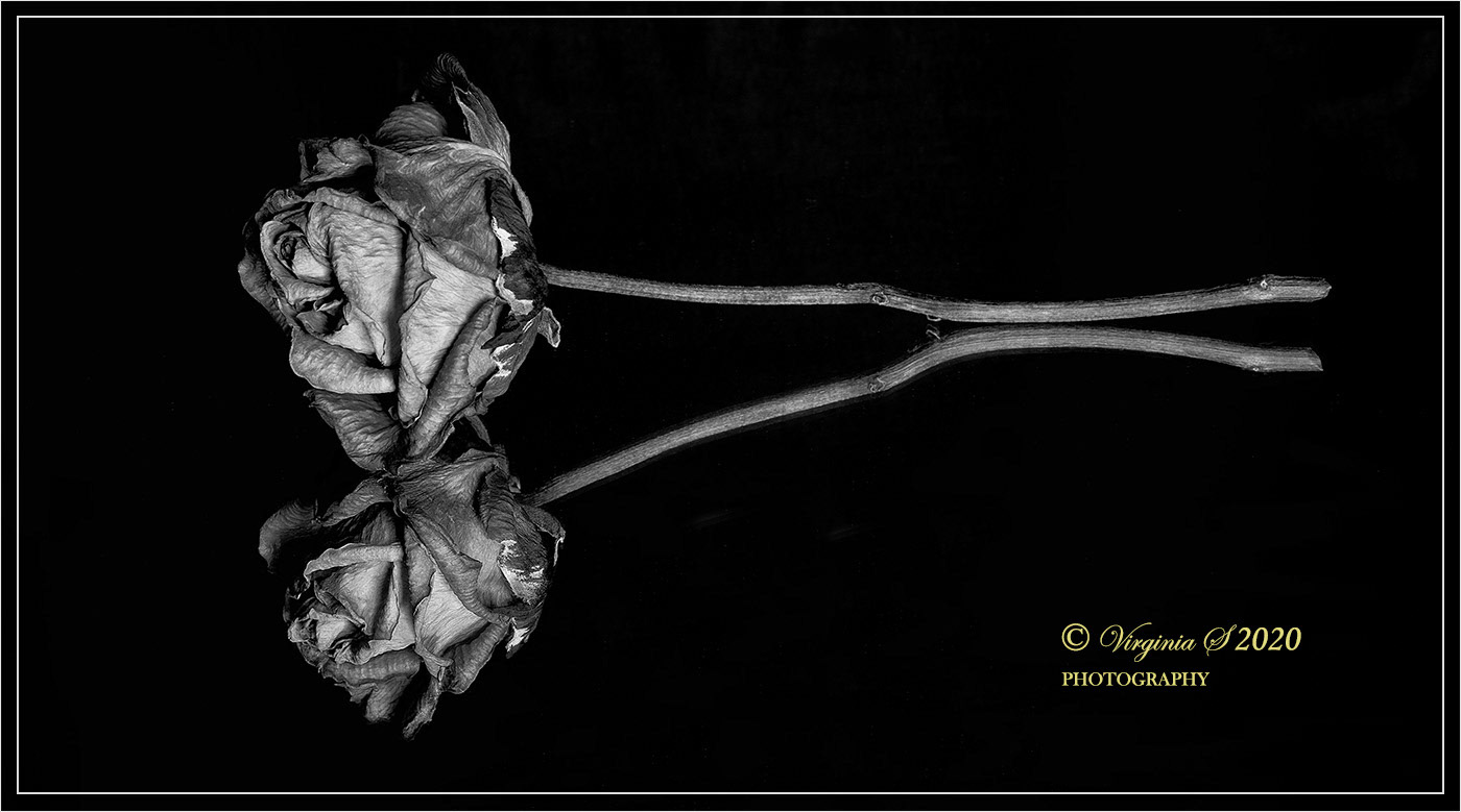 Expired Rose