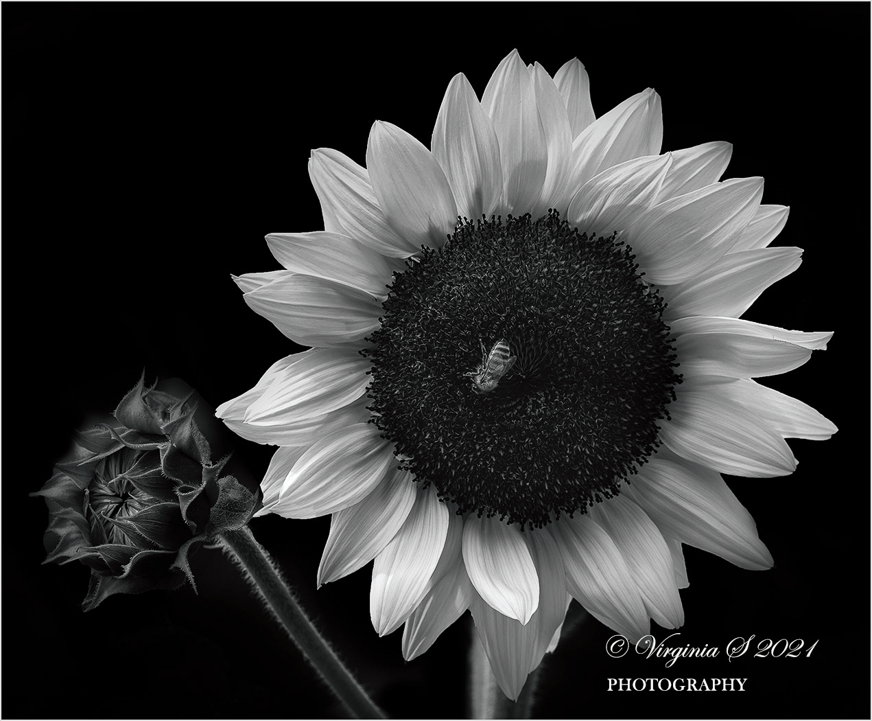 Sunflower & Bud