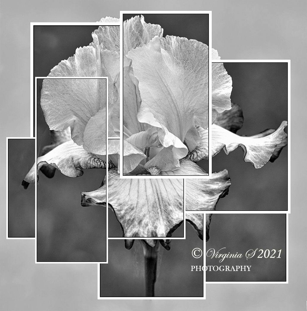 Iris In Bloom