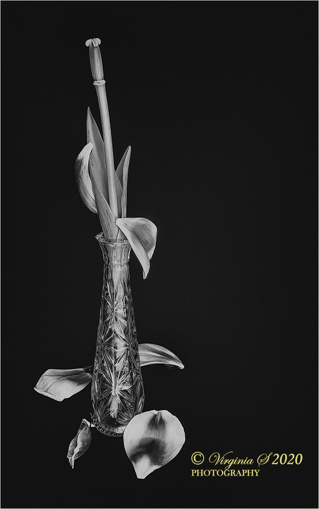 A Tulip Falls to Pieces