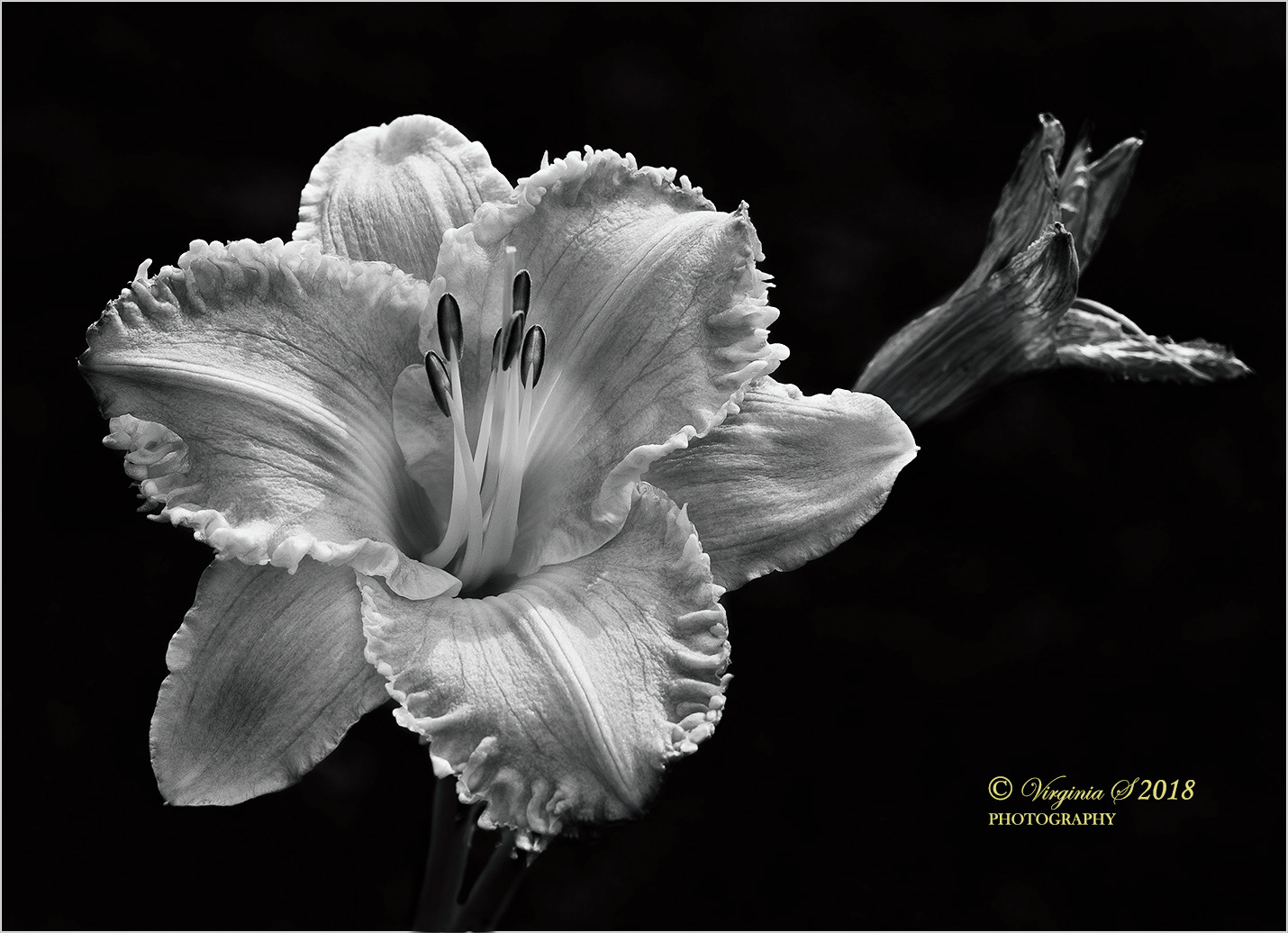 Day Lily